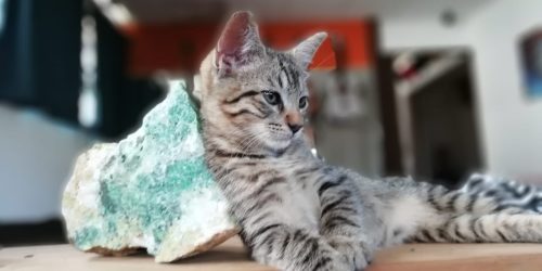 NINO Y LA PIEDRA